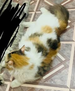 Triple Coated Beautiful Calico Persian Cat for sale.