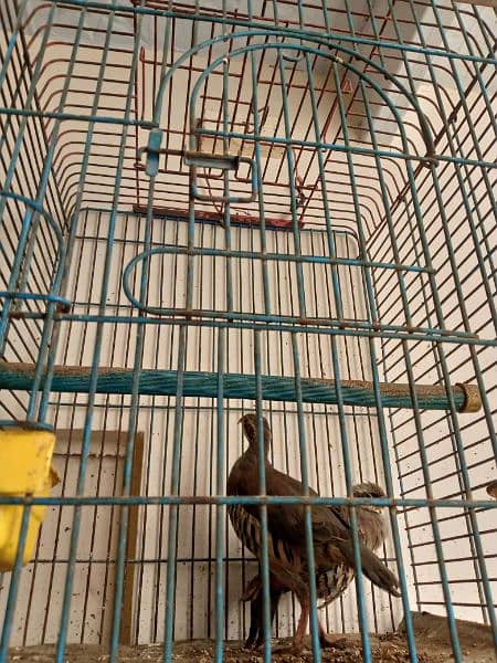 Bird For sale 0