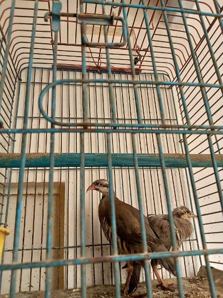 Bird For sale 1