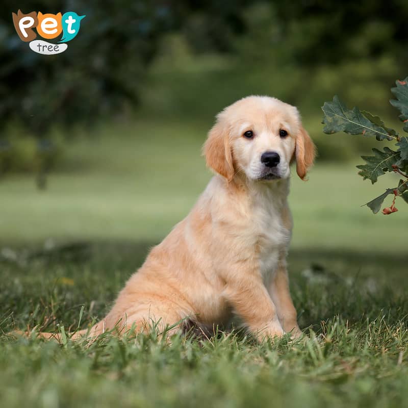 Golden Retriever High Quailty Puppies 0