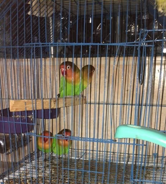 parrots Love birds 2