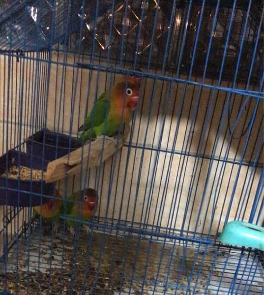 parrots Love birds 3