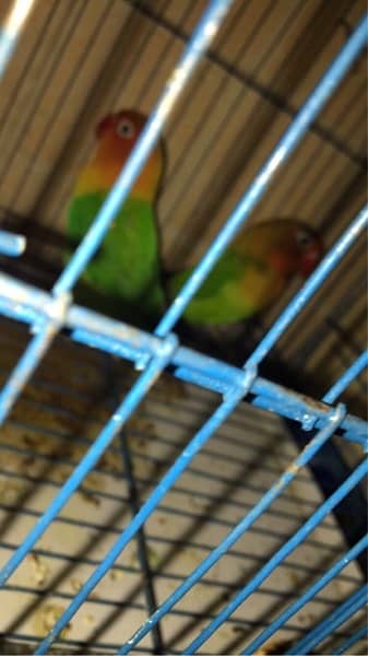 parrots Love birds 4