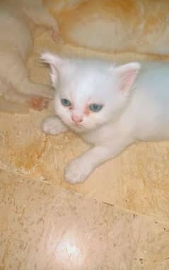 Persian kitten available 2 months