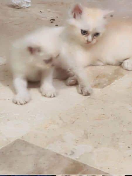 Persian kitten available 2 months 2