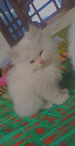 Semi Persian kitten