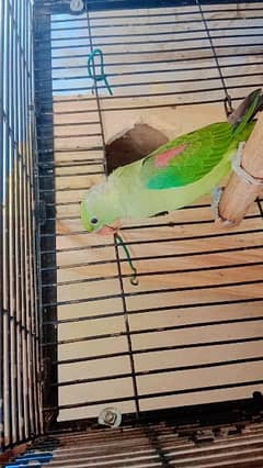 parrots chick for sale