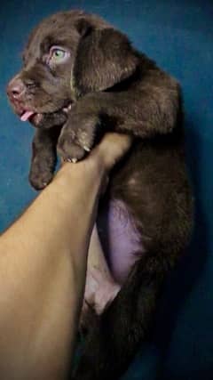 2 chocolate Labrador puppies available for sale ( ‪+92 370 4678376‬ )