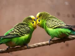 Bajri king size parrot