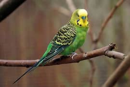 Bajri king size parrot