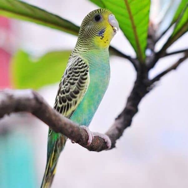 Bajri king size parrot 4
