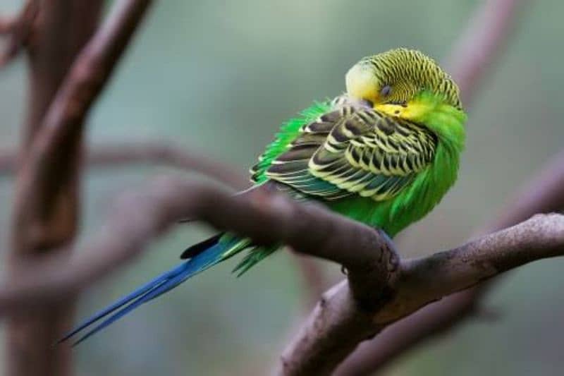 Bajri king size parrot 2