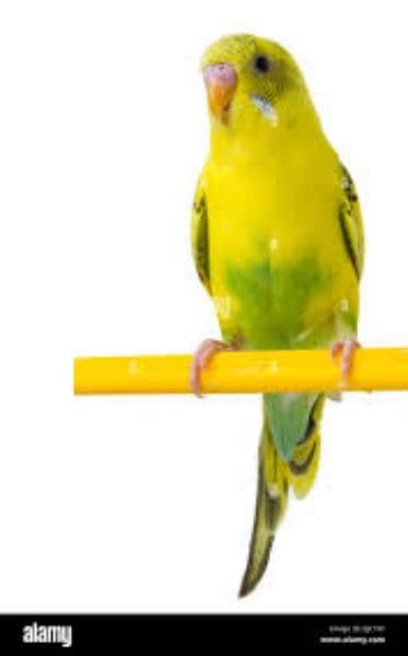 Bajri king size parrot 5