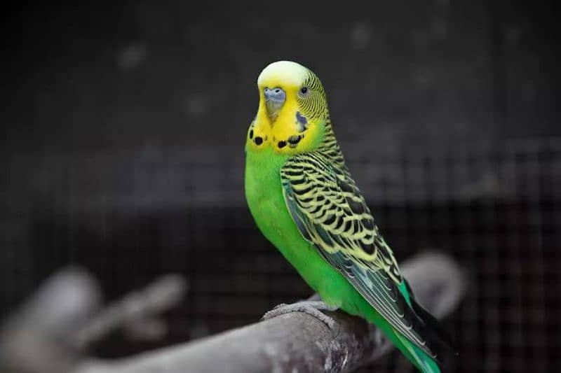 Bajri king size parrot 1