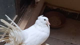 lucky pigeon for sale urgent