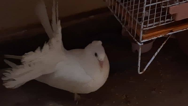 lucky pigeon for sale urgent 2