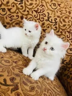 triple coat 1 kitten 15k Fluffy loving 03077782354