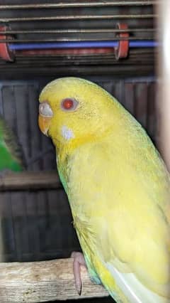 Budgie red eye and Others parrots for sale 0