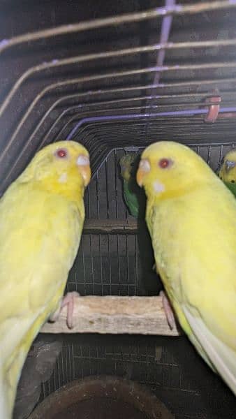Budgie red eye and Others parrots for sale 1