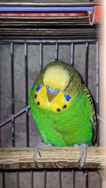 Budgie red eye and Others parrots for sale 2