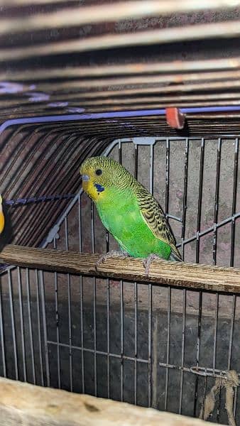Budgie red eye and Others parrots for sale 4