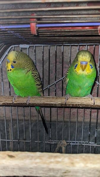Budgie red eye and Others parrots for sale 5