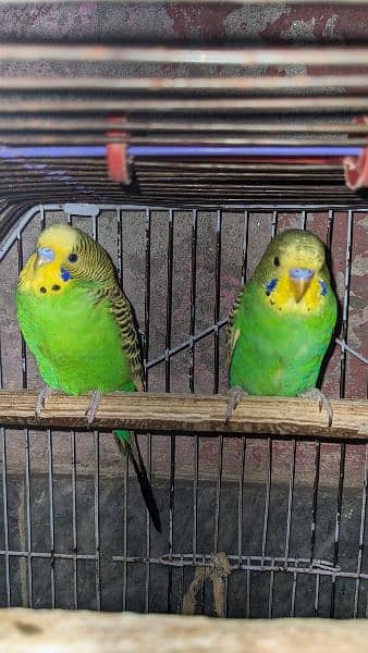 Budgie red eye and Others parrots for sale 6