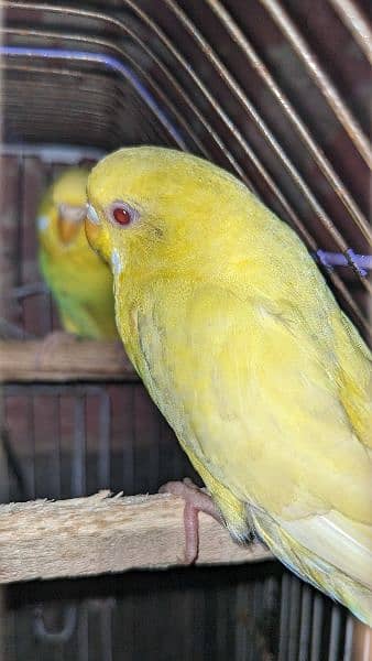 Budgie red eye and Others parrots for sale 7