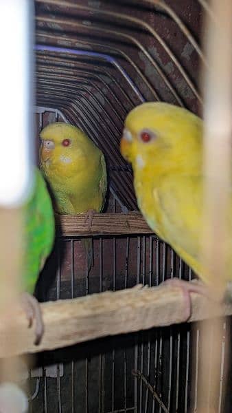 Budgie red eye and Others parrots for sale 8