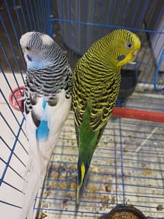 Australian Parrots / Birds / Dove