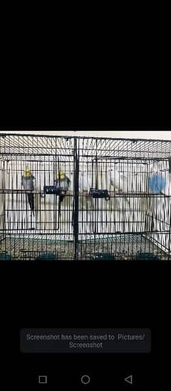 Birds For sale with cages and breeder box 0