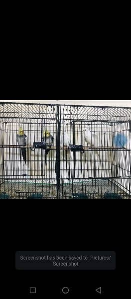 Birds For sale with cages and breeder box 0