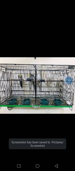 Birds For sale with cages and breeder box 1