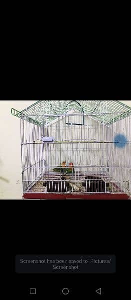 Birds For sale with cages and breeder box 2