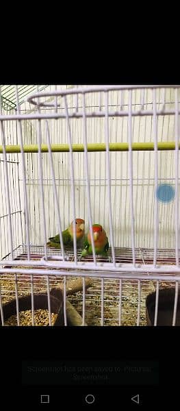 Birds For sale with cages and breeder box 3
