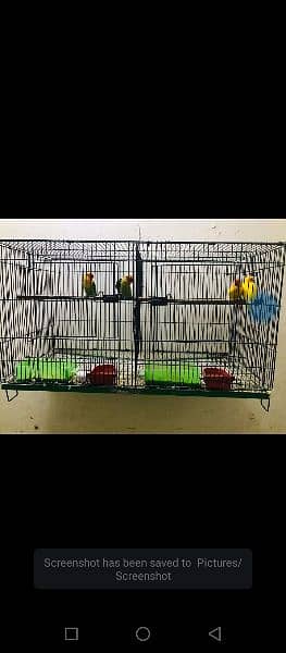 Birds For sale with cages and breeder box 4