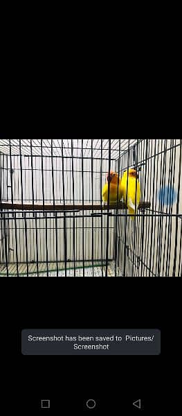 Birds For sale with cages and breeder box 5