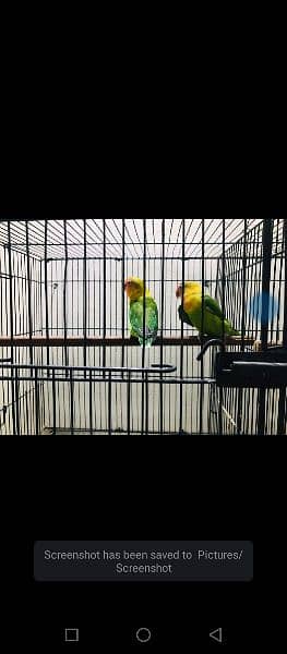 Birds For sale with cages and breeder box 6