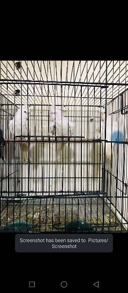 Birds For sale with cages and breeder box 8