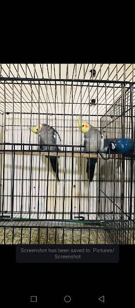 Birds For sale with cages and breeder box 9