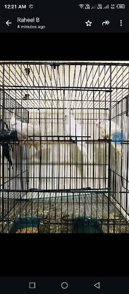 Birds For sale with cages and breeder box 10