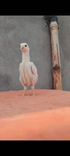 parrot beak long tail aseel and white shamoo chicks 0