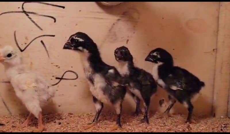 parrot beak long tail aseel and white shamoo chicks 1