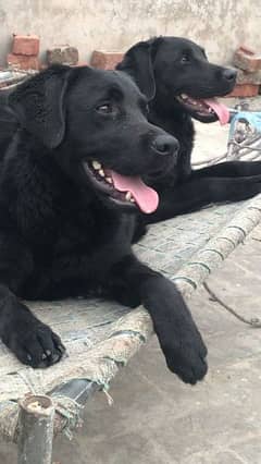 Jet Black Labrador in pair