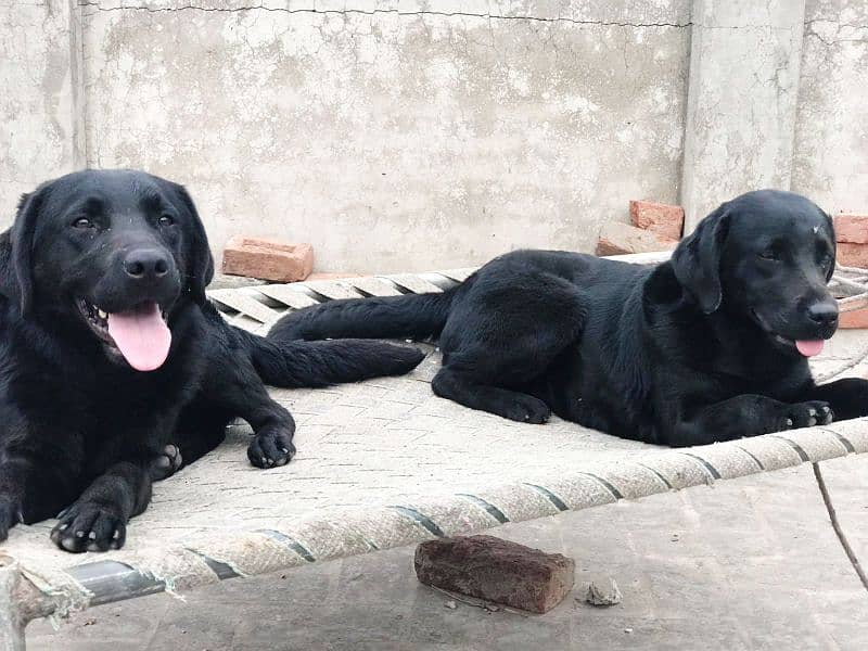 Jet Black Labrador in pair 1