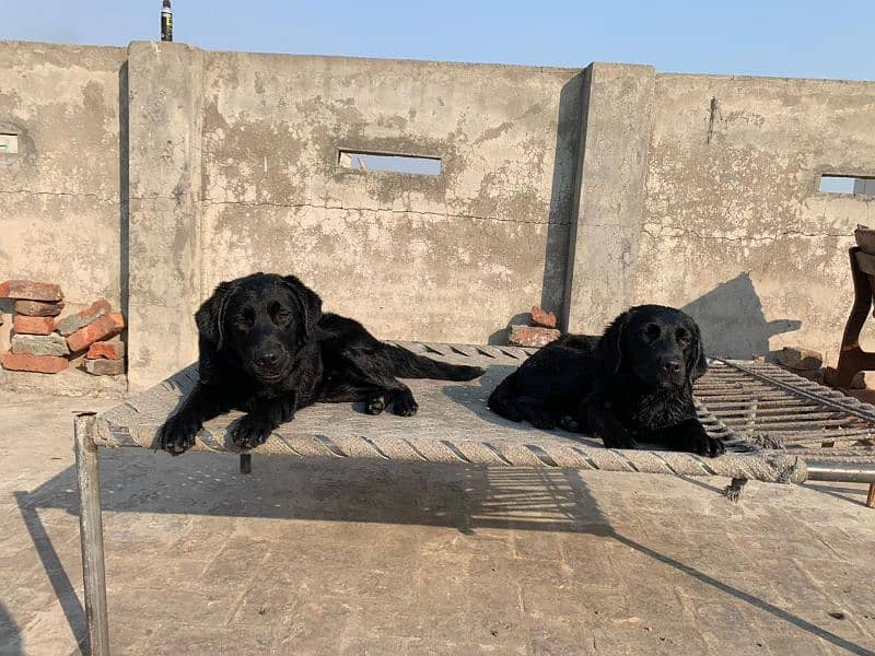 Jet Black Labrador in pair 2