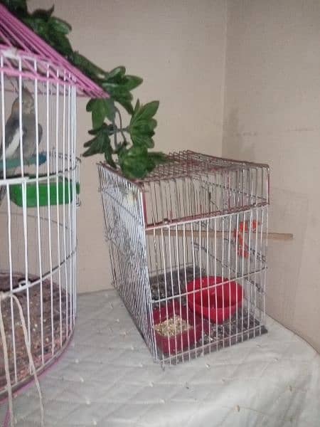 red eyes lutino lovebirds chicks (1800 per piece) and cages for sale 3