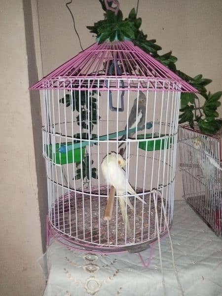 red eyes lutino lovebirds chicks (1800 per piece) and cages for sale 4