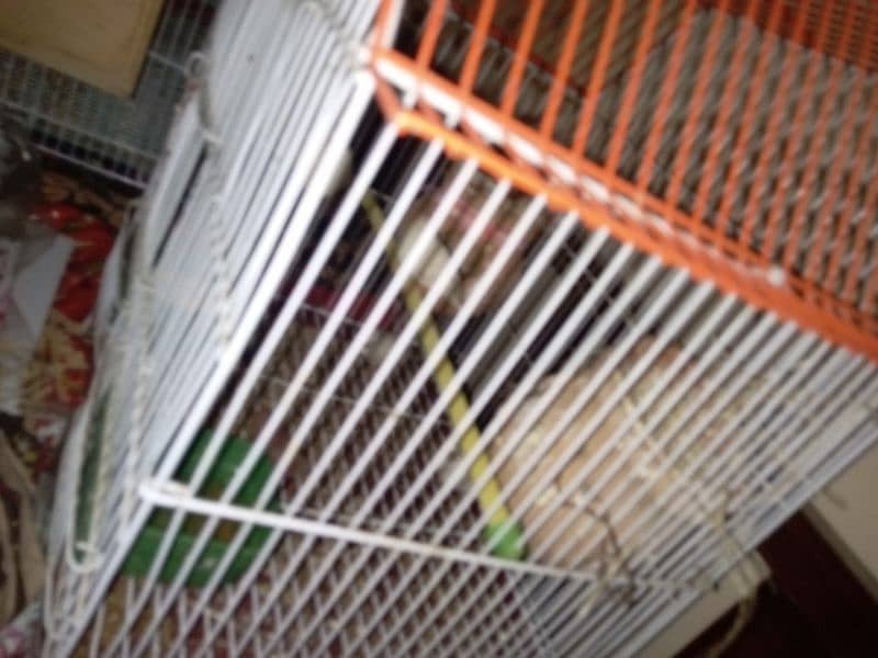 red eyes lutino lovebirds chicks (1800 per piece) and cages for sale 5