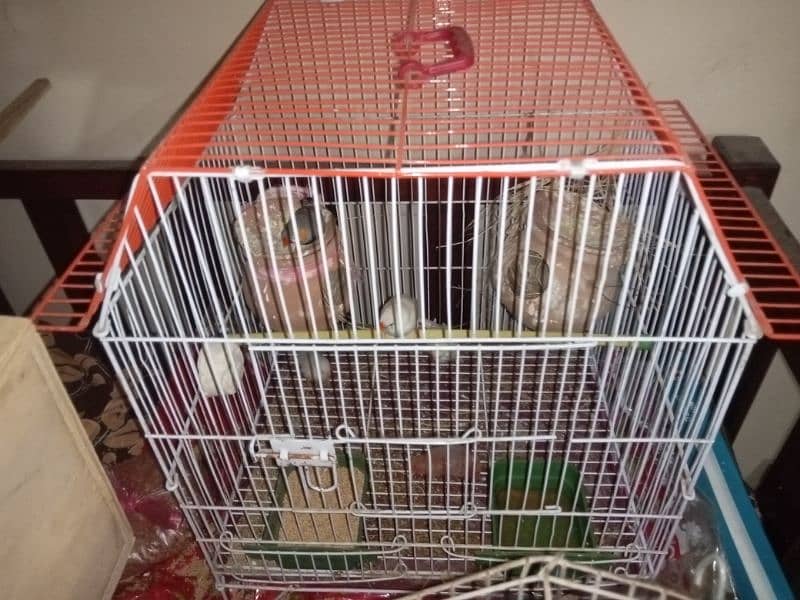 red eyes lutino lovebirds chicks (1800 per piece) and cages for sale 6